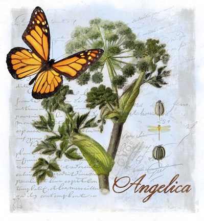 Framed Angelica Herb Print