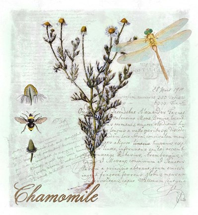 Framed Chamomile Herb Print