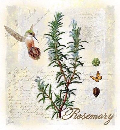 Framed Rosemary Herb Print