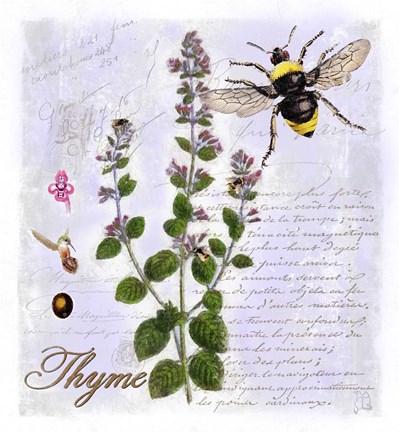 Framed Thyme Herb Print