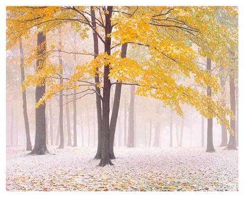 Framed Early Autumn Snow Print