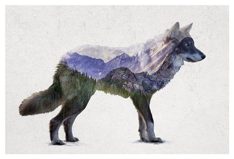 Framed Rocky Mountain Grey Wolf Print