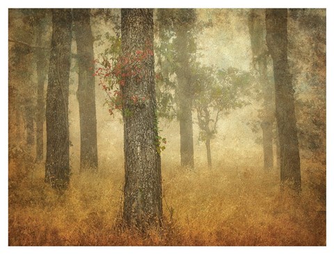 Framed Oak Grove in Fog Print