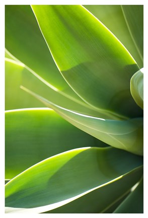 Framed Agave 1 Print