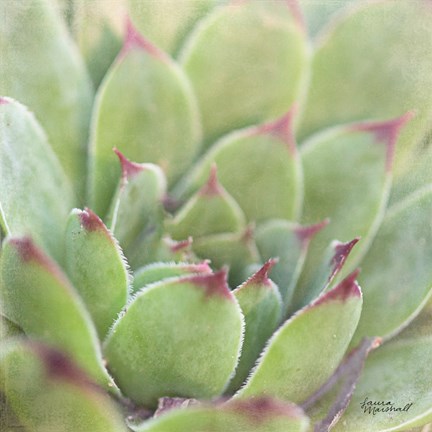 Framed Garden Succulents I Color Print