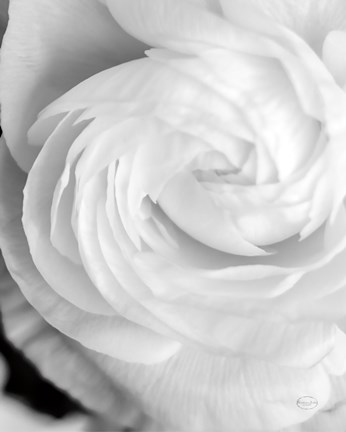 Framed Black and White Petals I Print
