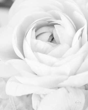 Framed Black and White Petals III Print