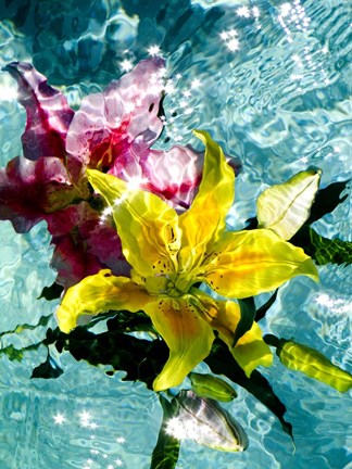 Framed Floating Lilies 1 Print