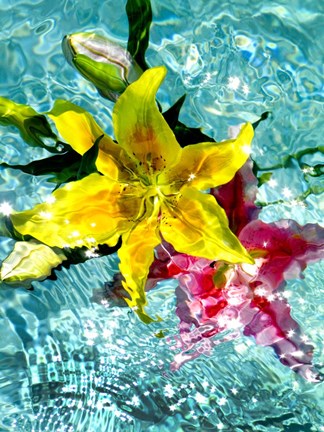 Framed Floating Lilies 3 Print