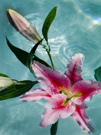 Framed Floating Lilies 5 Print