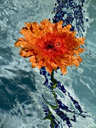 Framed Floating Orange Mum 1 Print