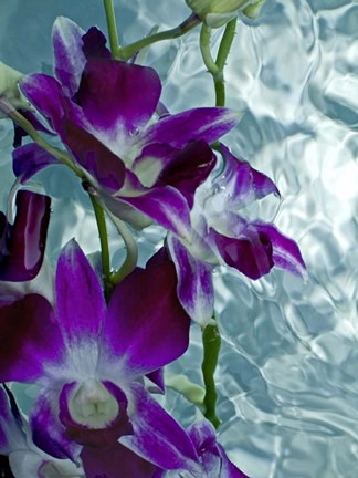 Framed Floating Orchid Print