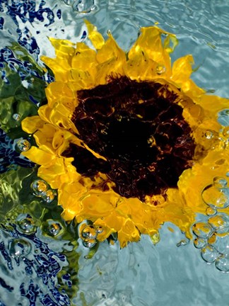 Framed Submerged Sunflower 1 Print
