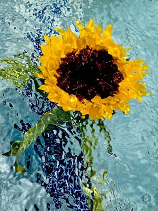 Framed Submerged Sunflower 4 Print