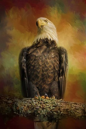 Framed Bald Eagle In Autumn Print