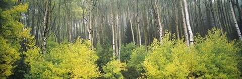 Framed Aspen Trees in a Forest, Utah Print