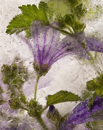 Framed Frozen Mallow Flower Print