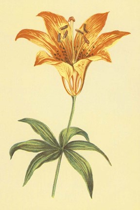 Framed Wild Orange Lily Print