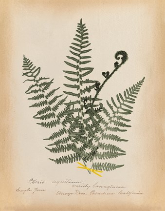 Framed Botanical Fern IV Mossy Green Print