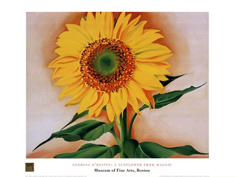 Framed Sunflower from Maggie, 1937 Print