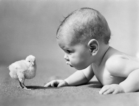 Framed 1930s Human Baby Face To Face With Baby Chick Print