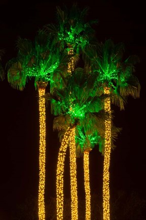 Framed Illuminated Palm Trees at Dana Point Harbor, California Print
