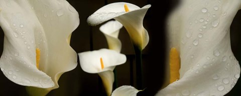 Framed Close-up of Calla Lily Flowers Print