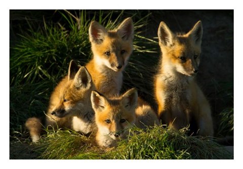 Framed Red Fox Kits Print