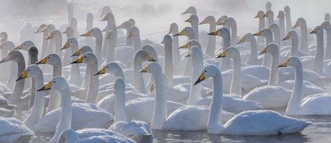 Framed Whooper Swans, Hokkaido, Japan Print