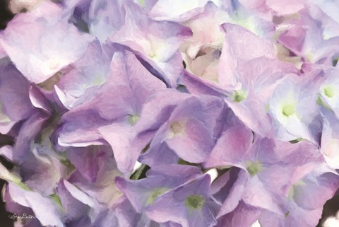 Framed Violet Hydrangeas Print