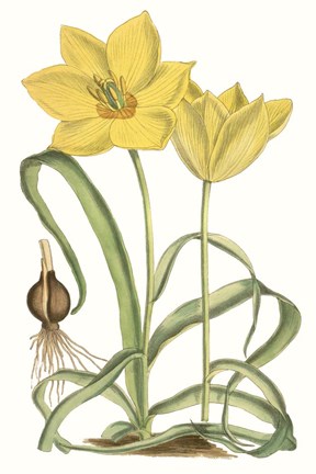Framed Curtis Tulips VIII Print