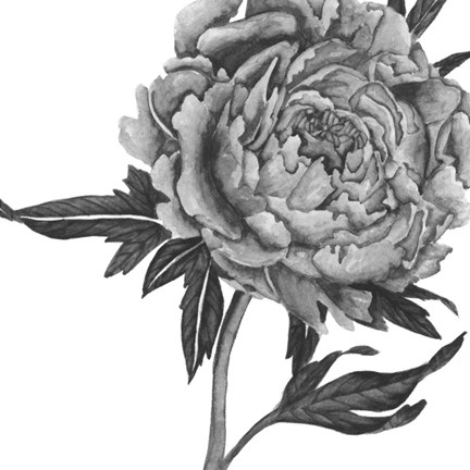 Framed Flowers in Grey II Print