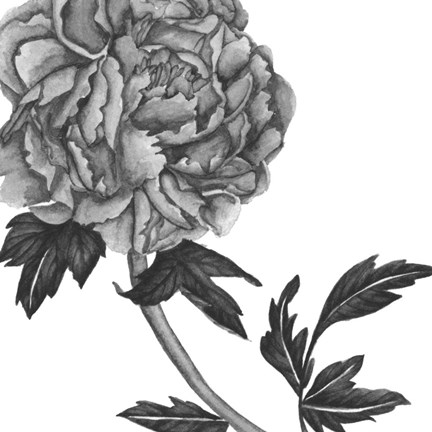 Framed Flowers in Grey III Print