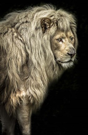 Framed Big Male Lion Print