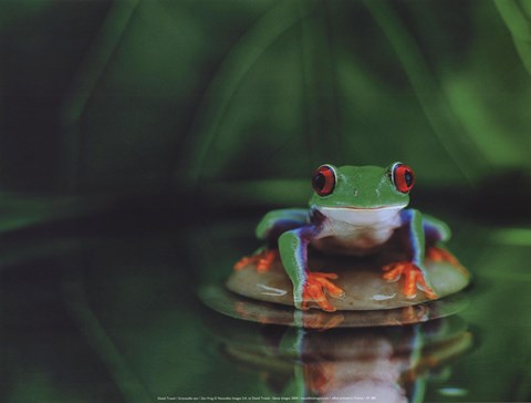Framed Zen Frog Print