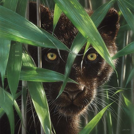 Framed Black Panther - Wild Eyes Print