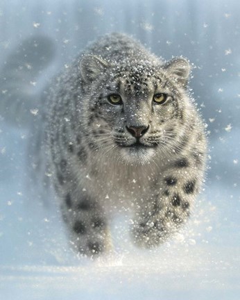 Framed Snow Leopard - Snow Ghost - Vertical Print
