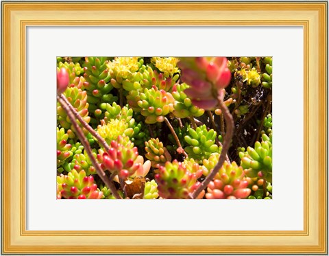 Framed Down Under Flowers Print