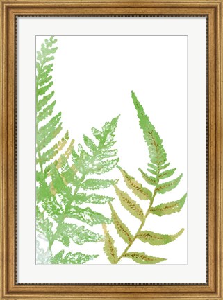 Framed Tossed Ferns I Print