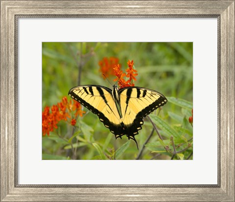 Framed Black Yellow Butterfly I Print