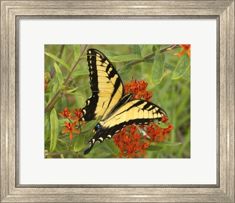 Framed Black Yellow Butterfly II Print