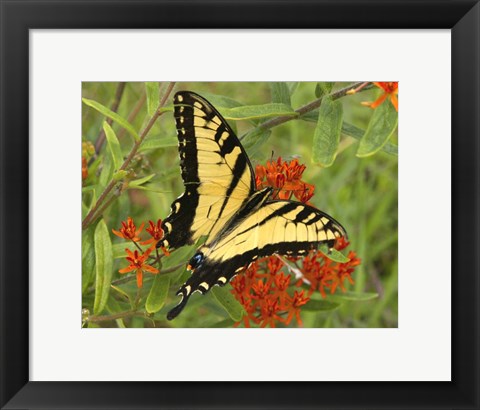 Framed Black Yellow Butterfly II Print