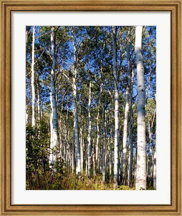 Framed Aspen Grove II Print
