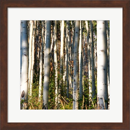 Framed Aspen Grove I Print