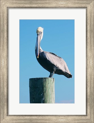 Framed Pelican Perched II Print