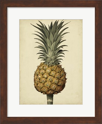 Framed Brookshaw Antique Pineapple II Print