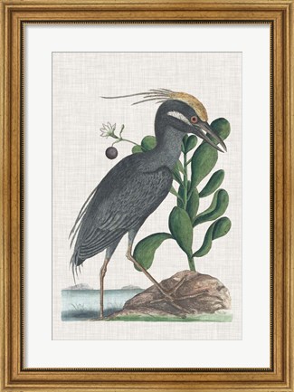 Framed Catesby Heron I Print