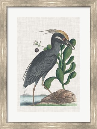 Framed Catesby Heron I Print