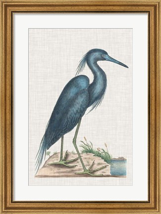 Framed Catesby Heron II Print