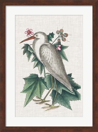 Framed Catesby Heron III Print